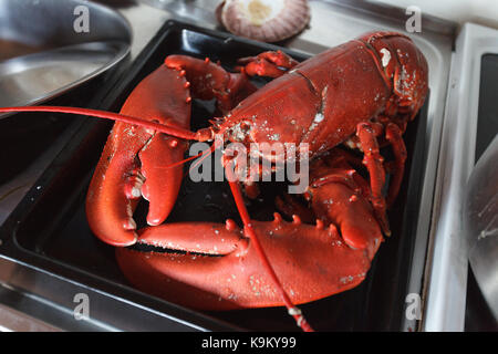 freshly cooked lobster lying on baking tray. outside shot in Norway. copy space. Stock Photo