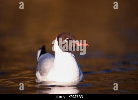 adult Black-Headed Gull, (Chroicocephalus ridibundus), breeding plumage, resting on sea off Farne Islands, United Kingdom Stock Photo