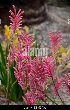 The Pink Kangaroo Paw Flowers (Anigozanthos Rufus) 'Bush Pearl' from Australia grown at the Eden Project, Cornwall, England, UK. Stock Photo