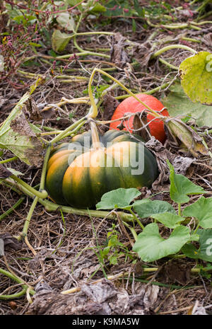 Curcubita. Pumpkins growing in a pumpkin patch. Stock Photo