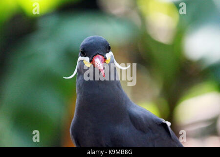 A close up head shot of an Inca Tern Bird native to Peru and Chile with a natural colorful background. Stock Photo