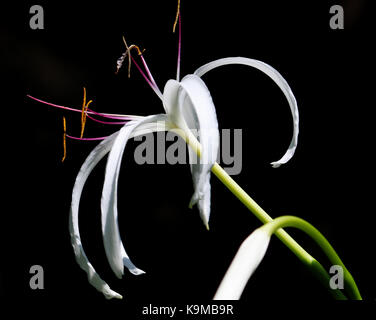 An isolated Queen Emma / Crinum Lily Flower with a black background Stock Photo