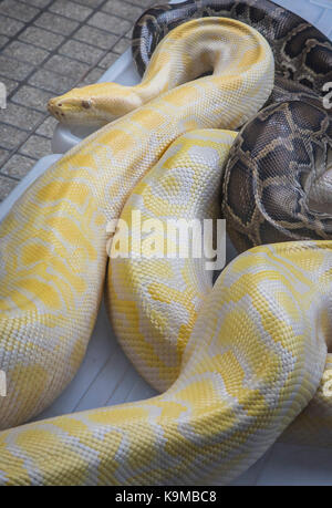 Snakes, for tourist souvenir photo, Floating Market, Bangkok, Thailand Stock Photo