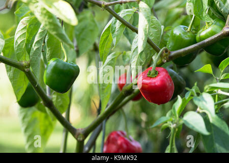 Capsicum pubescens 'The big apple'. Hot Peppers on the plant. UK Stock Photo