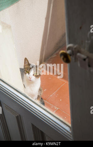 Tabby and white cat sitting in a terrace, looking through a closed window. Stock Photo
