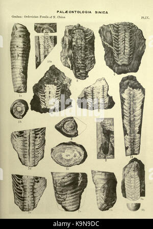 . Ordovician fossils of north China. Paleontology; Paleontology. Fig. 2 ...