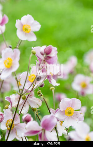 Pale pink flower Japanese anemone, close-up. Note: Shallow depth Stock Photo