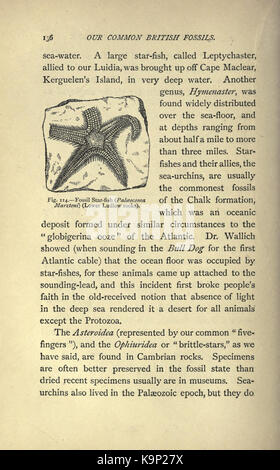 Our common British fossils and where to find them (Page 136) BHL22164892 Stock Photo