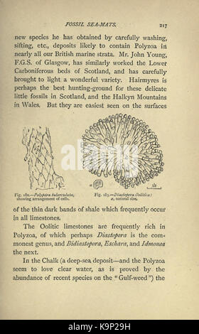 Our common British fossils and where to find them (Page 217) BHL22164973 Stock Photo