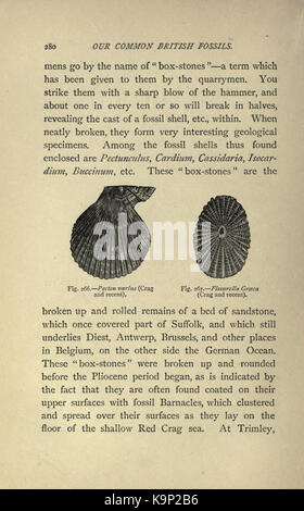 Our common British fossils and where to find them (Page 280) BHL22165036 Stock Photo