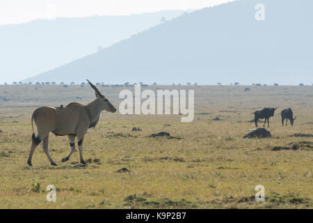 Bull Eland Stock Photo