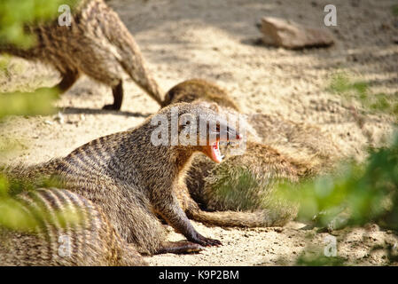 Banded mongoose baring its sharp fangs Stock Photo