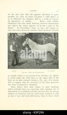 Points of the horse (Page 329) BHL9406883 Stock Photo