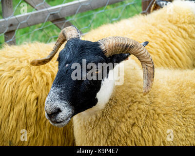 Portrait of a Scotch Blackface sheep at the Stokesley Agricultural Show 2017 Stock Photo