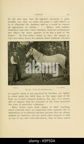 Points of the horse (Page 329) BHL21343153 Stock Photo