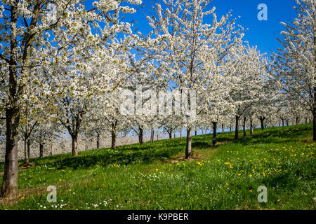 A meadow full of cherry blossom trees in Markgräferland near the black forest. Stock Photo