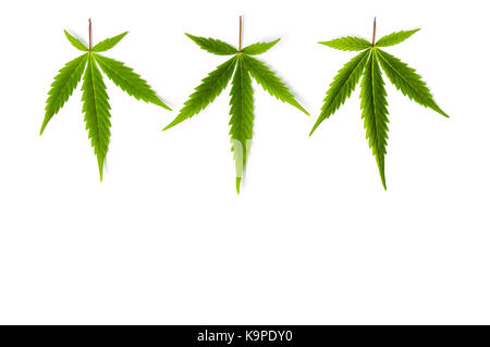 Big marijuana leafs on white background isolated Stock Photo