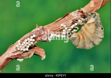 Vapourer moth (Orgyia antiqua) flightless female laying eggs Stock Photo
