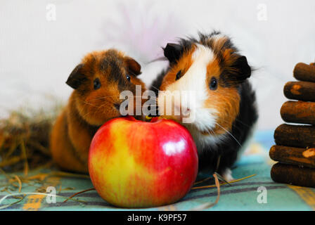 Two guinea pigs are eating an apple. Pet. Portrait of hamsters Stock Photo Alamy