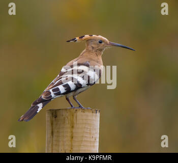 Close, side view of rare, wild hoopoe bird (Upupa epos) isolated outdoors, perched on a fence post near open UK grassland. Stock Photo