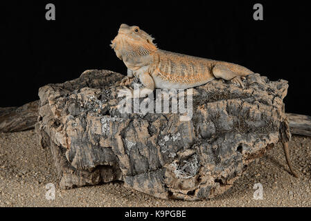 Full length photograph of an alert bearded dragon resting on a log against a black background Stock Photo