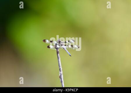 Twelve spotted skimmer dragonfly (Libellula pulchella) holding onto a small stick Stock Photo