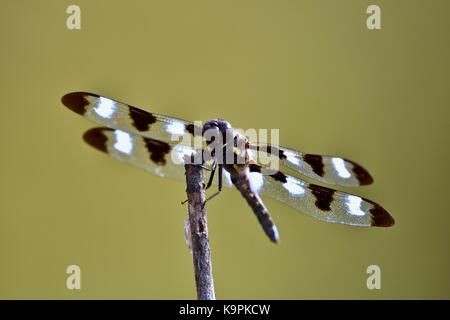 Twelve spotted skimmer dragonfly (Libellula pulchella) holding onto a small stick Stock Photo