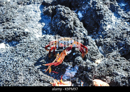 Sally Lightfoot Crab(Graspus graspus) on Fernandina Island, Galapagos Islands, Ecuador. Stock Photo