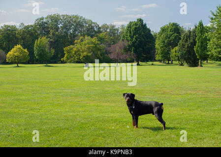 Portrait of young adult rottweiler dog standing on green grass in park Stock Photo