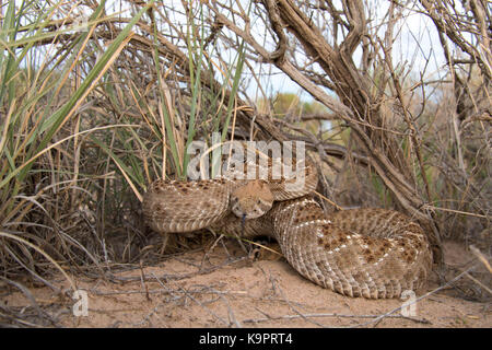 Western Diamond-backed Rattlesnake, (Crotalus atria), Ojito Wilderness, New Mexico, USA. Stock Photo