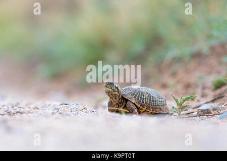 Female Desert Box Turtle, (Terrapene ornate luella), Valencia co., New Mexico, USA. Stock Photo