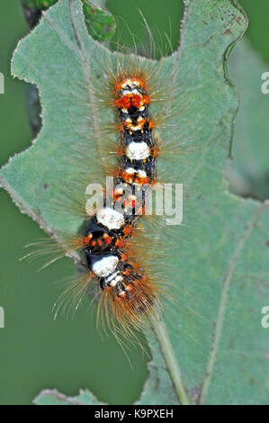 Scarce Merveille Du Jour Moth (Griposia aprilina) caterpillar feeding on oak leaf Stock Photo
