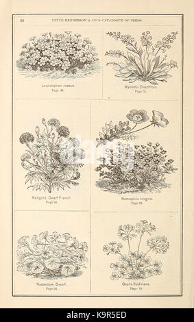 Peter Henderson and Co's seed catalogue (16411054506) Stock Photo