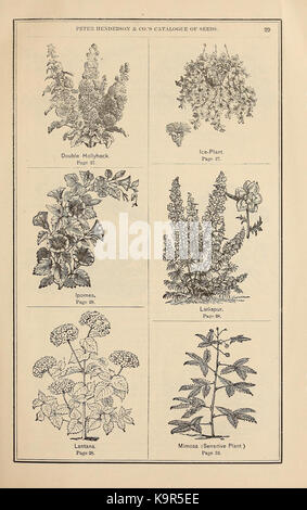 Peter Henderson and Co's seed catalogue (15814496454) Stock Photo