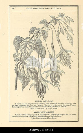 Peter Henderson's spring catalogue of new, rare, and beautiful plants for 1872 (16436797015) Stock Photo