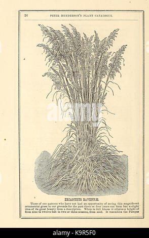 Peter Henderson's spring catalogue of new, rare, and beautiful plants for 1872 (15814266554) Stock Photo