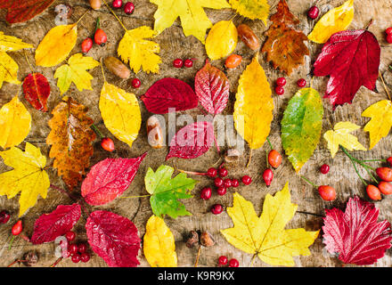background, decoration, autumn concept. topview of glowing wet leaves of red, yellow, green and brown coloures, and among them there are different berries and acorns Stock Photo