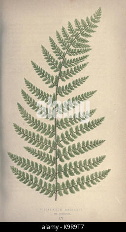 Our native ferns, or, A history of the British species and their varieties (Pl. XV) (9463093255) Stock Photo