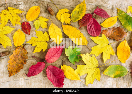 autumn, arranging, decoration concept. top view on the leaves from different trees such as maple, poplar, oak and other. each of them has its own form, size and even shade Stock Photo