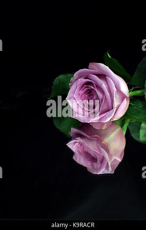 Pink, purple rose highlighted against a black background Stock Photo