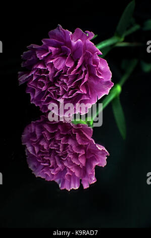 Pink carnation flower highlighted against a black background Stock Photo