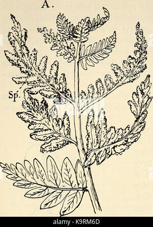 'The structure and development of mosses and ferns (Archegoniatae)' (1918) Stock Photo