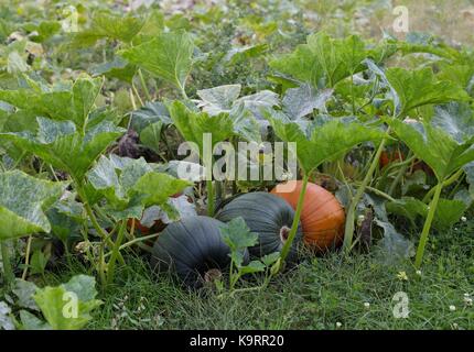 Pumpkins growing in a pumpkin patch. Stock Photo