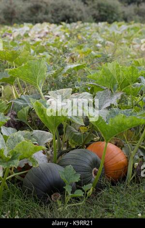 Pumpkins growing in a pumpkin patch. Stock Photo