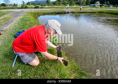 Fisherman releasing a barramundi caught at a barramundi farm, Mossman, Far North Queensland, FNQ, QLD, Australia Stock Photo