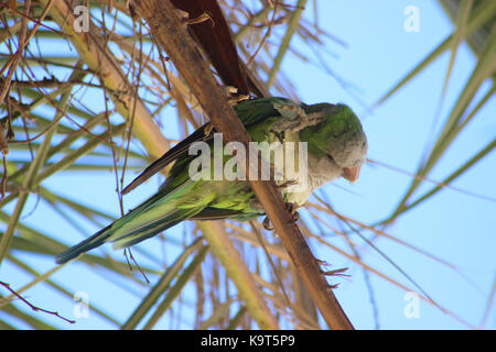 Beautiful Monk parakeet (Myiopsitta monachus) in a palm tree in Barcelona, Spain Stock Photo