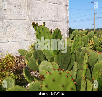 A patch of prickly pear cactus growing wild in an empty lot in front of an old cinder block wall by the side of a country road. Stock Photo