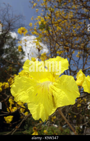 Golden trumpet tree (Handroanthus chrysotrichus), native to Brazil and Colombia Stock Photo