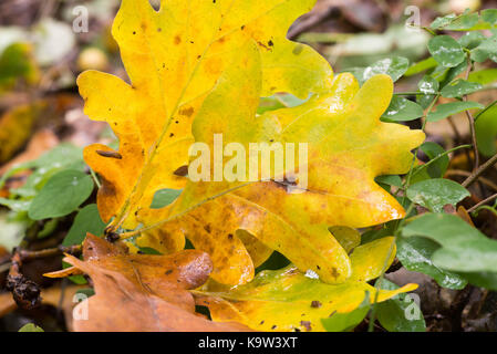fall oak  leaves in forest closeup Stock Photo