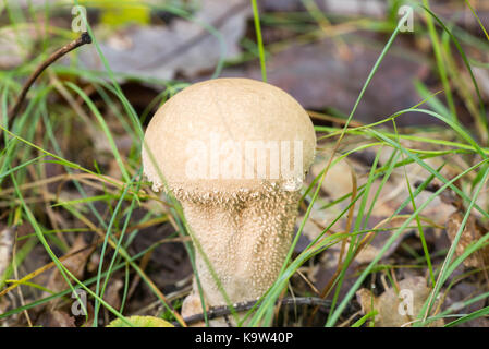 lycoperdon perlatum  common puffball fungus closeup Stock Photo